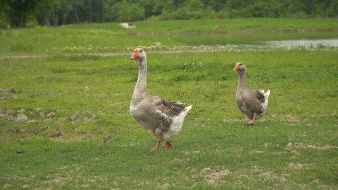 Geese are walking on the green grass. Two gray geese on the farm are walking along the green lawn