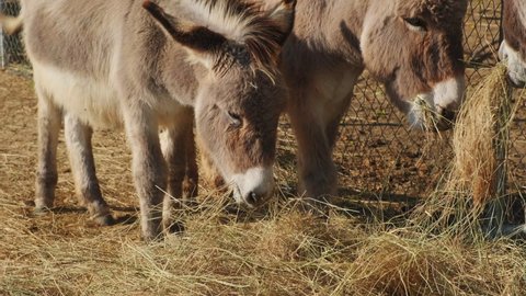 Happy sweet donkeys eating fresh hay on a farm during sunny day,close up tilt up.