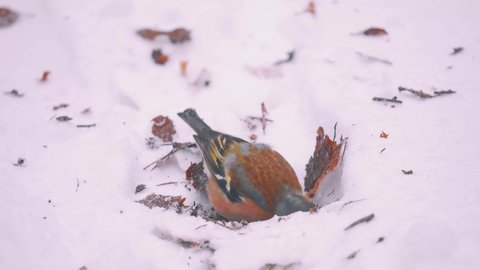 Chaffinch foraging in the snow, Veluwe National Park, Netherlands, close up