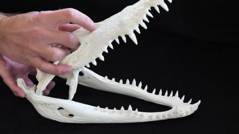 Siamese Crocodile: The movement of the upper and lower jaws showing the perfect alignment of the teeth of a crocodile. Shown on a skull.