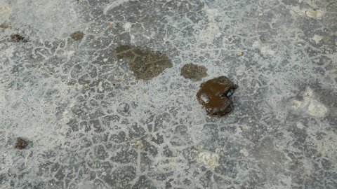 chicken shit or chicken poop on the cement floor.