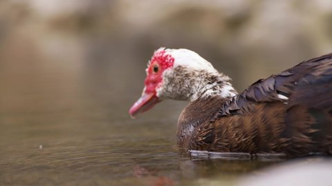 Portrait view of a Muscovy Duck drinking water in slow motion.