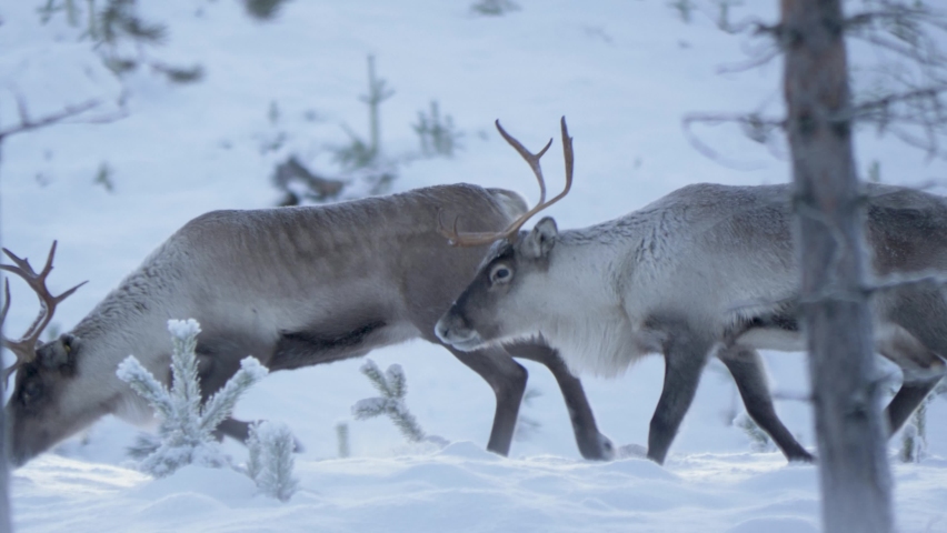 Side view of two caribou, reindeer walking in deep cold snow in Lappland, Sweden. Tracking shot in slow motion. | Shutterstock HD Video #1072987133