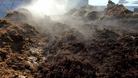 Steam Rising From A Heap Of Horse Manure In The Farm. close up