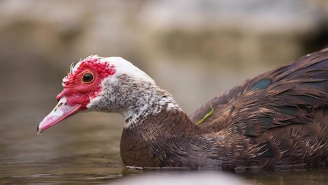 Close shot of a red and white Muscovy Duck floating on the water.