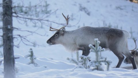 Side view of caribou bull, reindeer walking in deep cold snow in Lappland, Sweden. Tracking shot in slow motion.