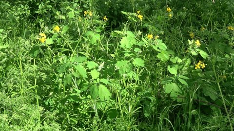 Kherson, Ukraine - 7th of May 2021: 4K Celandine plant in blossom early spring
