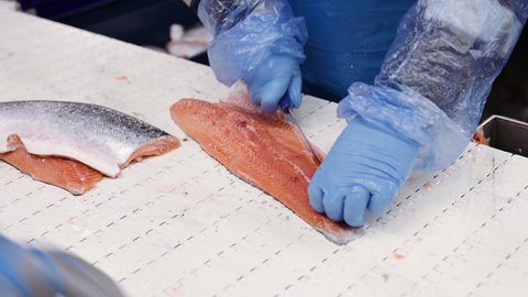 The process of manual filleting of red fish. The worker cuts the fish into pieces with a knife. Fish processing at the factory.
