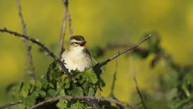 A singing Sedge Warbler, Acrocephalus schoenobaenus, perching on a bramble bush at the edge of a stream.