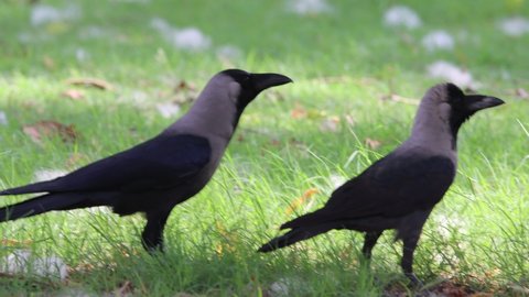 House crows (Corvus splendens) are sitting on the green ground 4k clip