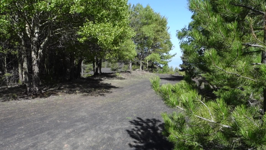 the leaves moving in the wind (slow motion) of a mixed forest on a trail path in the Sicily nature of Etna Park