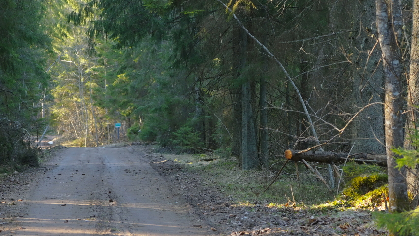 A view of the forest road with the scattered dirt and the trees on the side