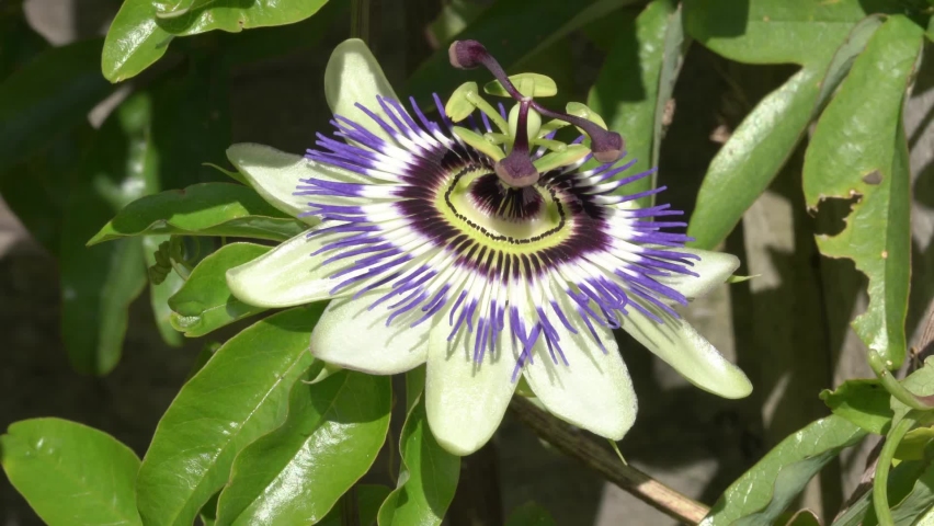 Passiflora Caerulea Stock Video Footage - 4K and HD Video Clips