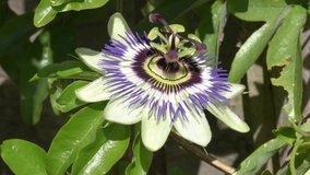 Passion flower (passiflora caerulea) a blue white summer flower plant  a deciduous semi evergreen perennial climbing vine with an orange fruit video footage clip