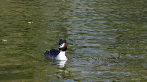 Great Crested Grebe, Podiceps cristatus with beautiful orange colors, a water bird with red eyes. It is the largest member of the grebe family found in the Old World.