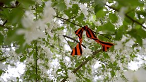 4k video. St. George ribbon a great victory symbol. A bow of st george ribbon on a branch of a flowering apple tree. Spring