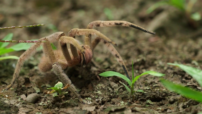 Brazilian wandering spider - Phoneutria boliviensis species of a medically important spider in family Ctenidae, found in Central and South America, dry and humid tropical forests. Royalty-Free Stock Footage #1073002424