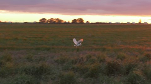 A Barn Owl flying in slow motion at sunset 4K