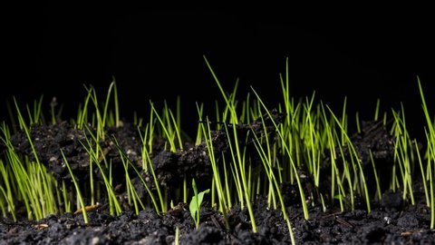 Footage B roll of Growing crop rice tree timelapse. Fresh green rice plant grow time lapse. Nature spring new life and agriculture concept. Gardening food plants. Timelapse Concept new life agricultur