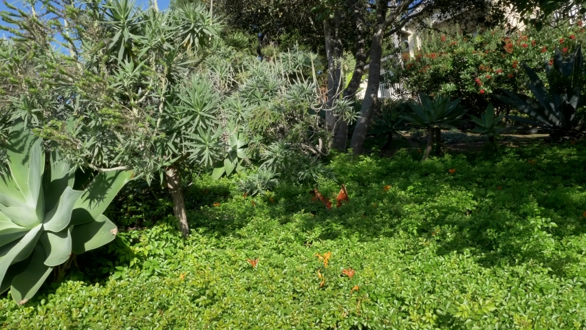 Scenic Laguna Beach California coast with flowers