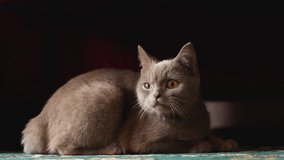 A beautiful gray British cat is resting on a burgundy sofa. The cat is ashy. The burgundy nose of the cat. Soft pet