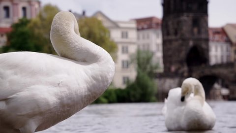 Swan in Vltava river. Prague Charles Bridge in the background. Video in slow motion.