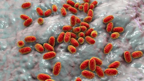 Whooping cough bacteria Bordetella pertussis, 3D animation. Gram-negative coccobacilli bacteria which cause children infection whooping cough