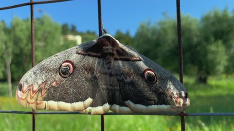 Large moth butterfly sits and flaps its wings on the fence and grass