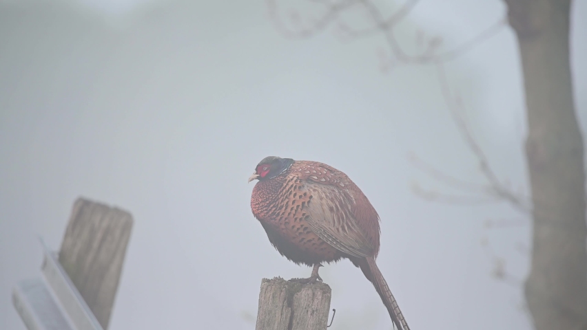 Pheasant cock standing on the fence post with morning fog and sleep, mating season, spring, (phasianus colchicus), germany