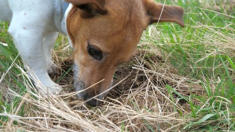 Cute tricolor purebred Jack Russell Terrier dog digging mouse hole in meadow