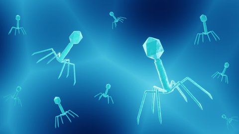 Floating phage loop, Antibiotics alternative, Bacteriophages attack bacteria and  can be used as bacterial infection treatment
