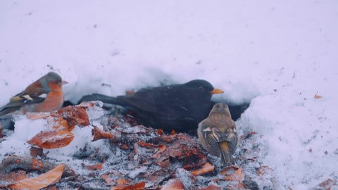 Blackbird and chaffinches foraging in the snow, Veluwe National Park, Netherlands, close up