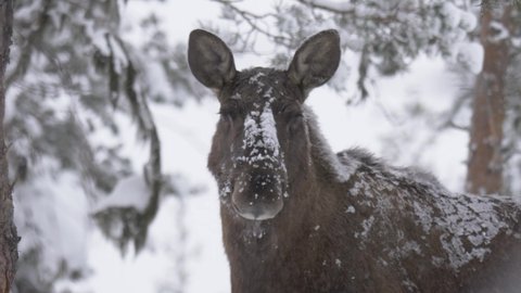 Docile Moose running his tongue across the muzzle licking the snow off - Portrait medium close-up shot