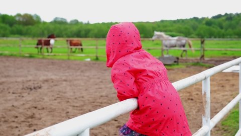 Curious Girl in Red Jacket Standing on Horse Paddock Fence Looking at Beautiful Colt Mare Mount and Stallion Running on a Green Meadow Field Pasture