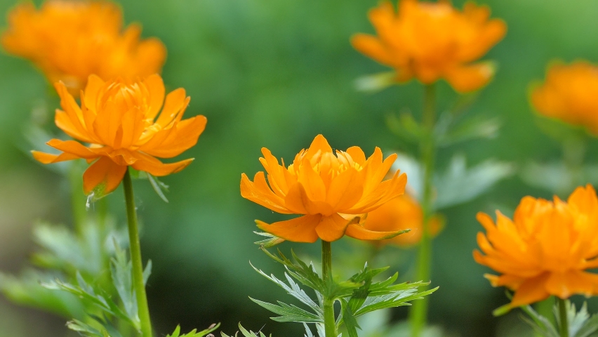 Trollius europaeus l