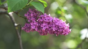 A branch of fragrant lilacs in green leaves close-up. Spring bloom, blooming garden.