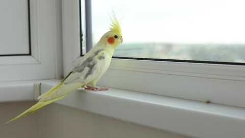 parrot sits at home on window sill looking out the window. High quality 4k footage