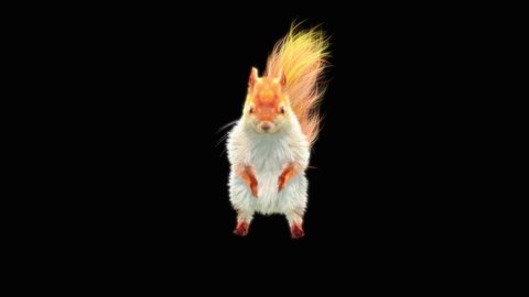 White squirrel Dance CG fur. 3d rendering, animal realistic CGI VFX, Animation Loop, composition 3d mapping cartoon, Included in the end of the clip with Alpha matte.