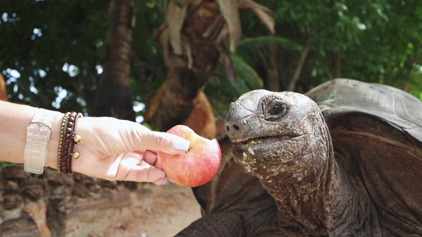 A giant land turtle bites an apple from a woman's hands in Seychelles. | Shutterstock HD Video #1073039228