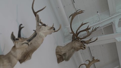 This panning video shows a white wall full of large taxidermy mounted specimens such as deer, moose, and antelope.