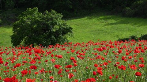 Spectacular poppy field in the Tuscan countryside near Panzano in Chianti, Tuscany. Italy.