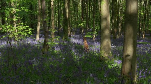 Low level drone view moving slowly through a forest covered in colorful Bluebells