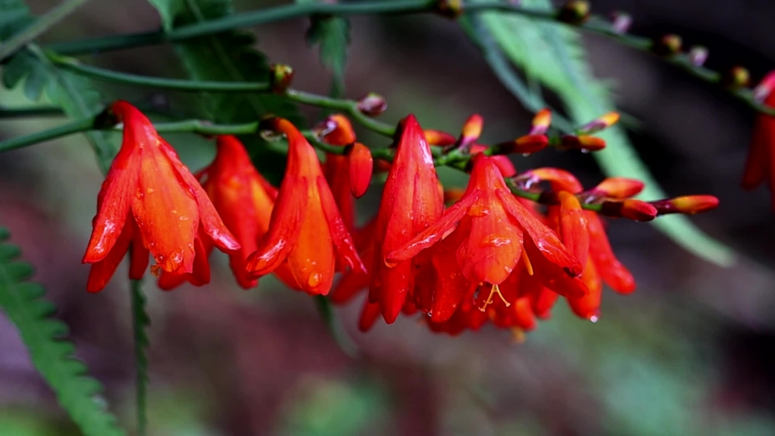 Beautiful bunch of red flowers with water drops!