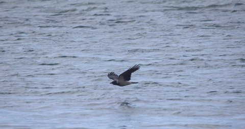 Hooded Crow black bird flying low over water slow motion