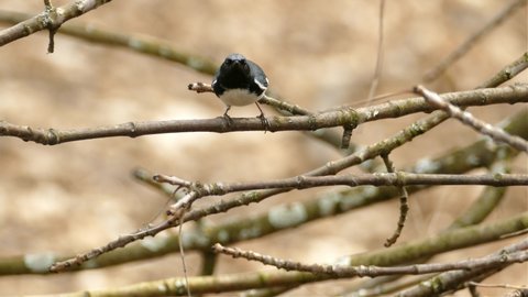 A black-throated blue warbler perched on a tree branch in Canada, medium shot
