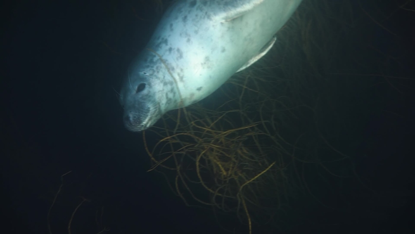 Cute seal drifts past the camera curiously looking at the diver as she swims up the take a breath