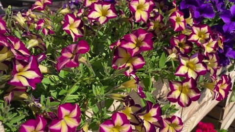 Petunia flowers is impressive variety that produces beautiful burgundy and cream coloured petals. Petunia stunning bloom. Scenic flowering plant Petunia Crazytunia in wooden box at summer cafe.
