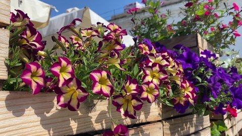 Petunia flowers Surfina Star Burgundy is impressive variety that produces beautiful burgundy and cream coloured petals. Petunia stunning blooms. Scenic flowering plant Petunia Crazytuni in wooden box.