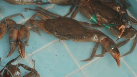 Close up 4K video of living crabs tied in water tank in restaurant and market for fresh cooking as delicious seafood in asian cuisine. However, it is a torture animal before selling in industry.