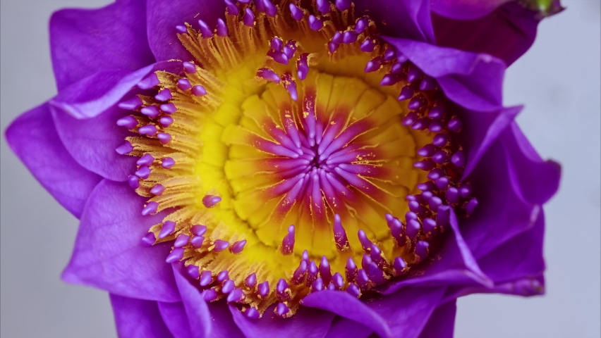 4K time Lapse footage of blooming purple waterlily flower (Nymphaea tetragona) stamen and pistils, close up b roll shot top view, zoom out effect. Royalty-Free Stock Footage #1073065439
